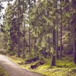 Mondrituale 2025: Manifestation mit Mondphasen