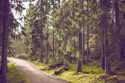 Mondrituale 2025: Manifestation mit Mondphasen