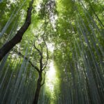 Sternbilder und ihre mythologischen Geschichten