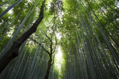 Sternbilder und ihre mythologischen Geschichten