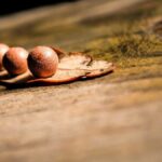 Vollmond-Meditationen: Rituale für jeden Monat