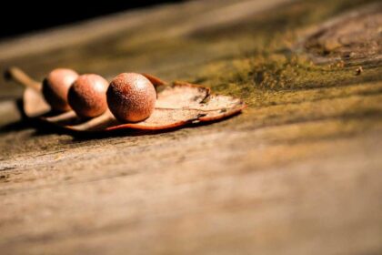 Vollmond-Meditationen: Rituale für jeden Monat