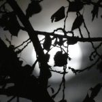 Vollmond am Herbsthimmel ueber Waldlandschaft mit silbrigem Licht