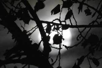 Vollmond am Herbsthimmel ueber Waldlandschaft mit silbrigem Licht