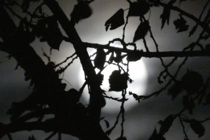 Vollmond am Herbsthimmel ueber Waldlandschaft mit silbrigem Licht