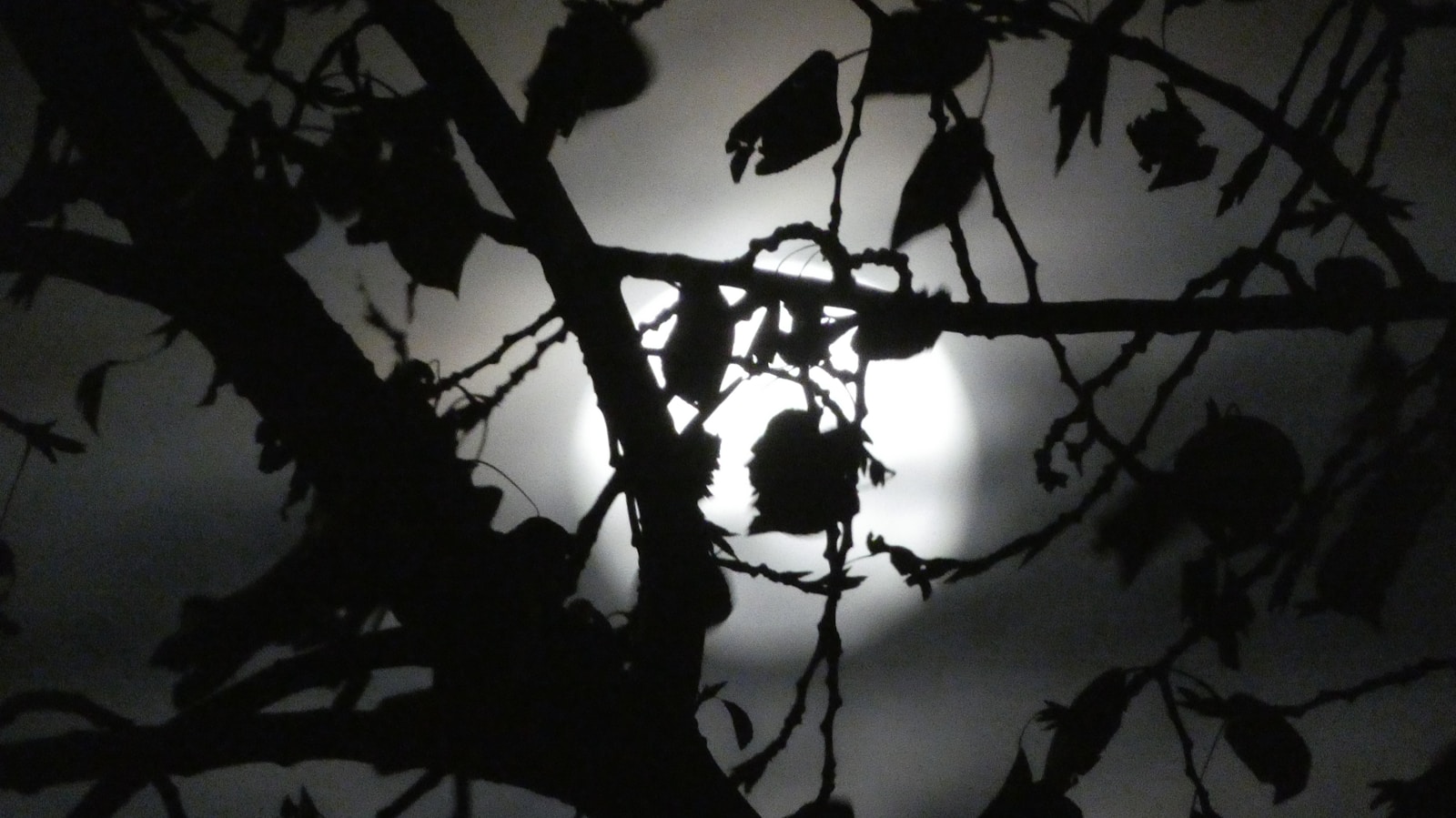 Vollmond am Herbsthimmel ueber Waldlandschaft mit silbrigem Licht