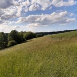 wind grass meadow