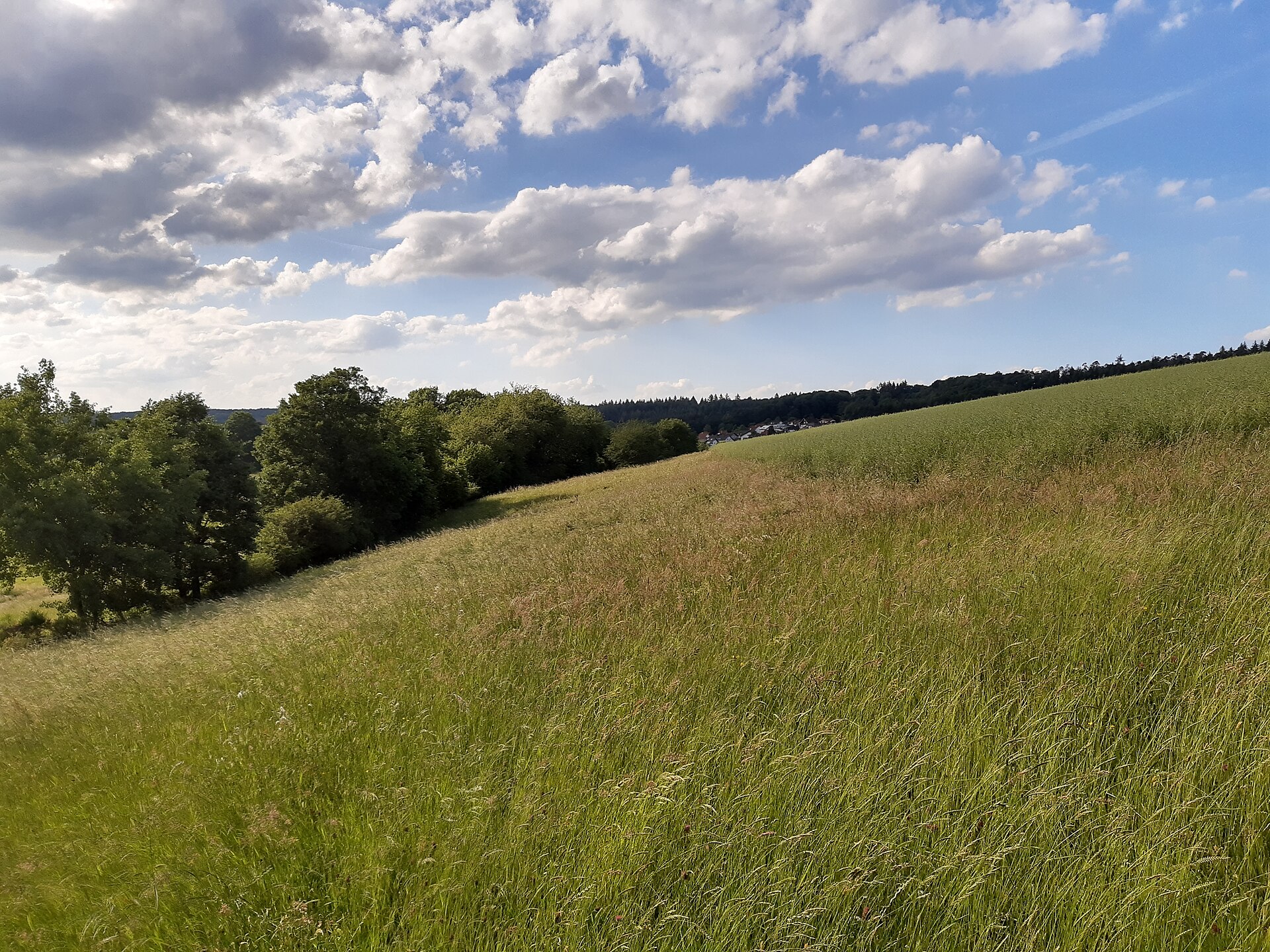 wind grass meadow