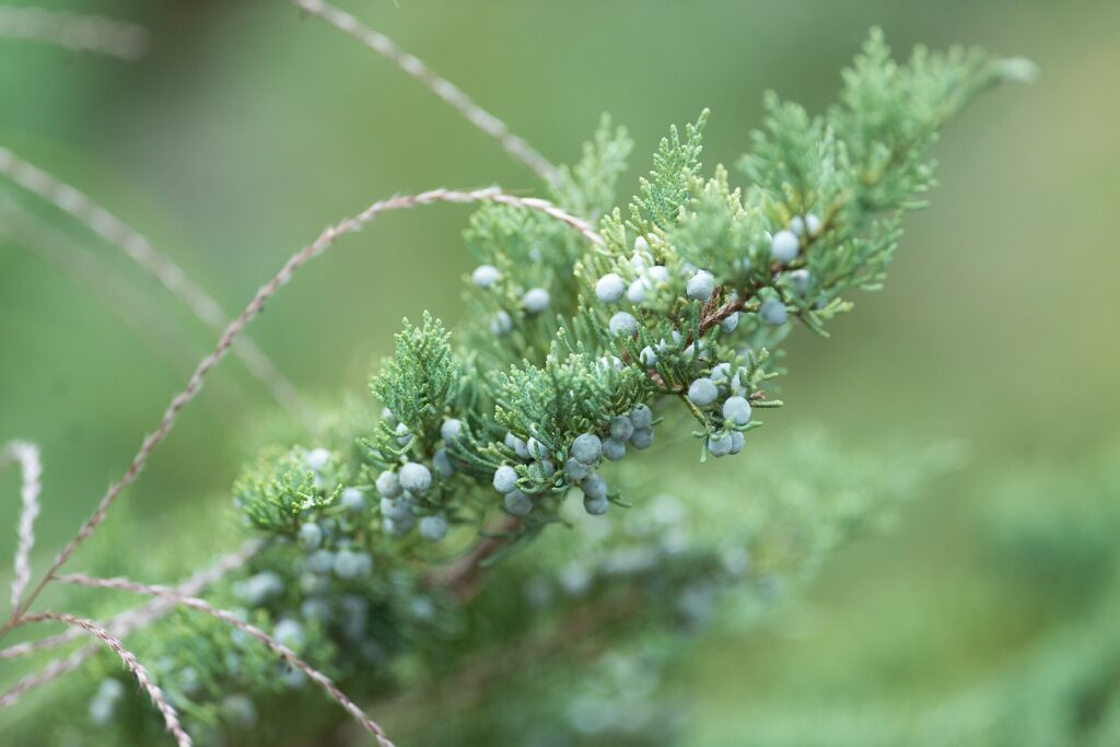 Zweig eines Wacholders mit dunkelblauen Beeren und feinen Nadeln vor unscharfem Hintergrund
