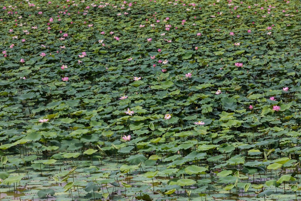 Ge&ouml;ffnete Lotusbl&uuml;te auf einer Teichoberfl&auml;che, ringsum liegen gro&szlig;e gr&uuml;ne Schwimmbl&auml;tter