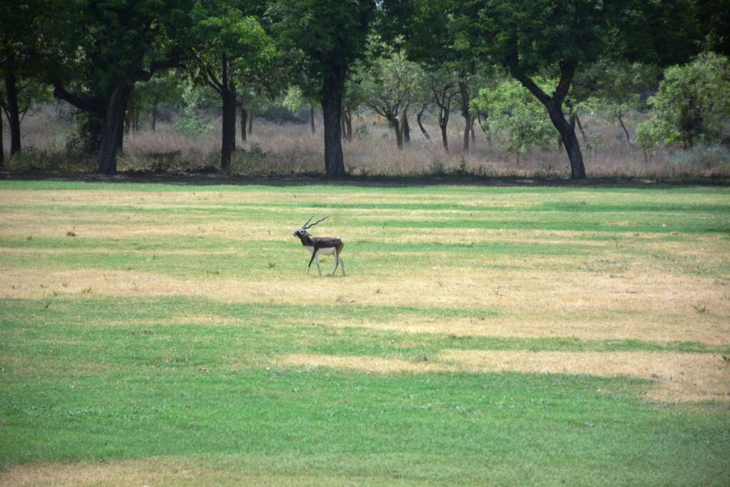 Dunkle Antilope mit langen gedrehten Hörnern steht aufmerksam in trockenem Gras und blickt zur Seite