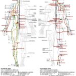 acupuncture chart illustration