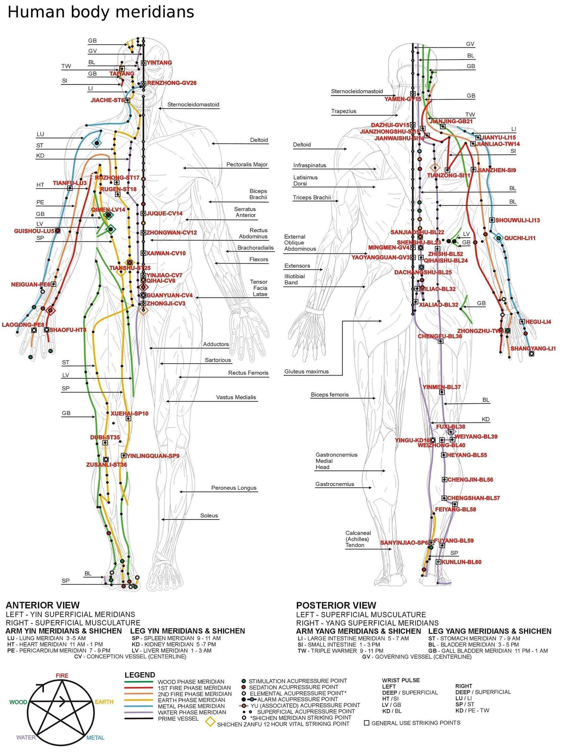 acupuncture chart illustration