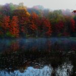 Nebliger Laubwald am frühen Morgen mit kahlen Ästen und feuchtem Boden