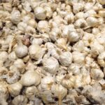 Knoblauchzehen auf dunkler Gartenerde neben einer kleinen Pflanzschaufel