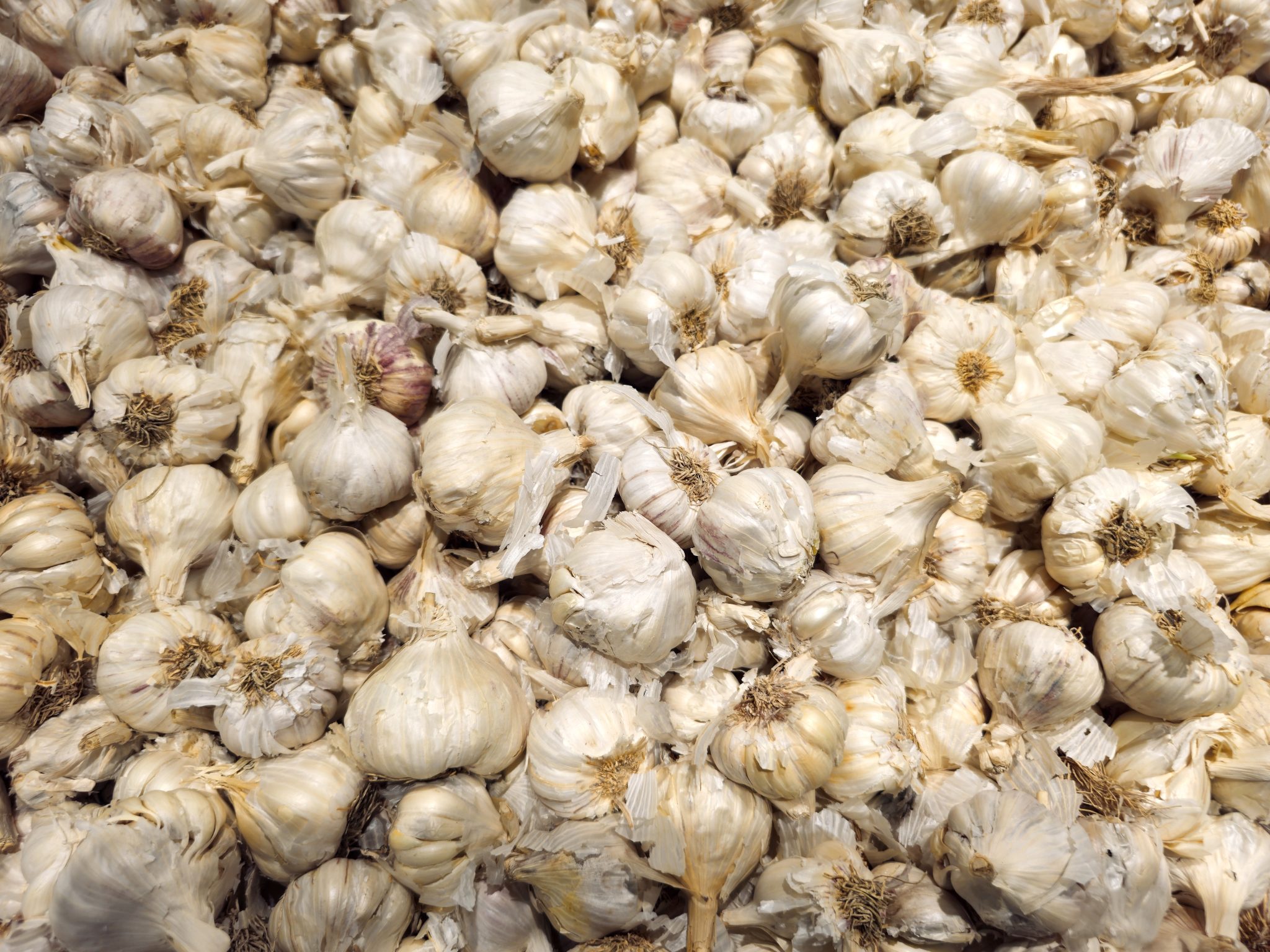 Knoblauchzehen auf dunkler Gartenerde neben einer kleinen Pflanzschaufel