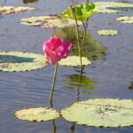 Geöffnete Lotosblüte auf ruhigem Wasser mit breiten grünen Blättern ringsum