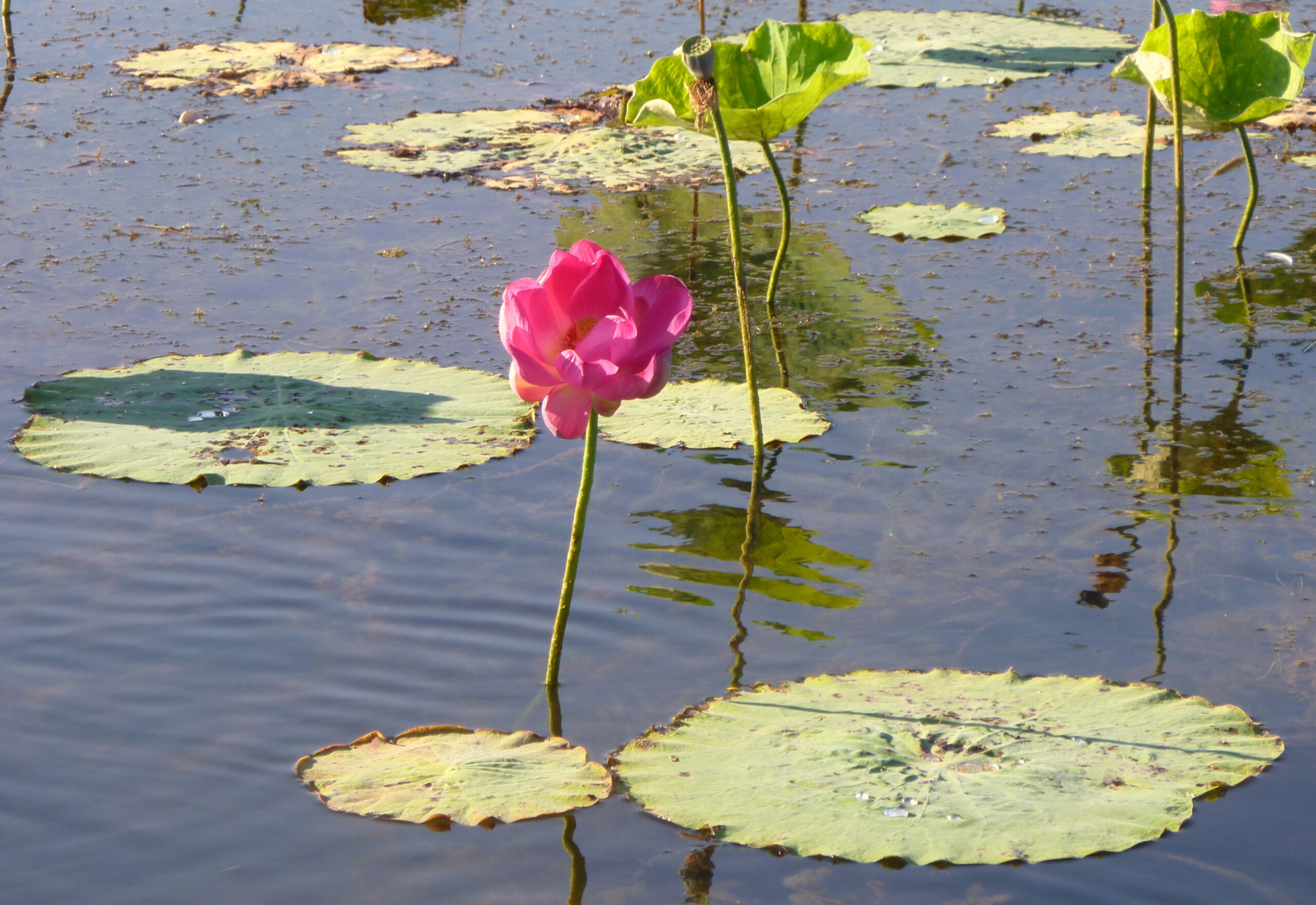 Geöffnete Lotosblüte auf ruhigem Wasser mit breiten grünen Blättern ringsum