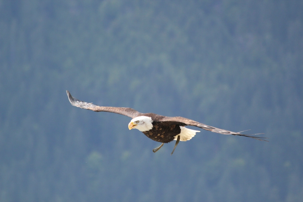 Gro&szlig;er Vogel im Gleitflug vor einer felsigen Berglandschaft am Nachmittag